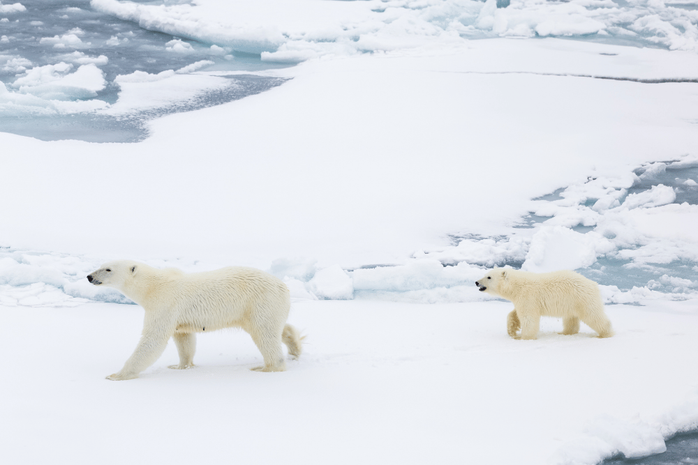 HX Expeditions Polar bear images as featured in WorkL's WorkLife Business News June 2025