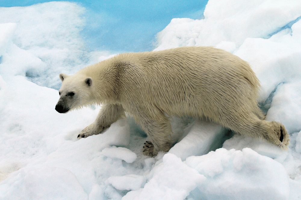 HX Expeditions Polar bear image as featured in WorkL's WorkLife Business News June 2025 L&D